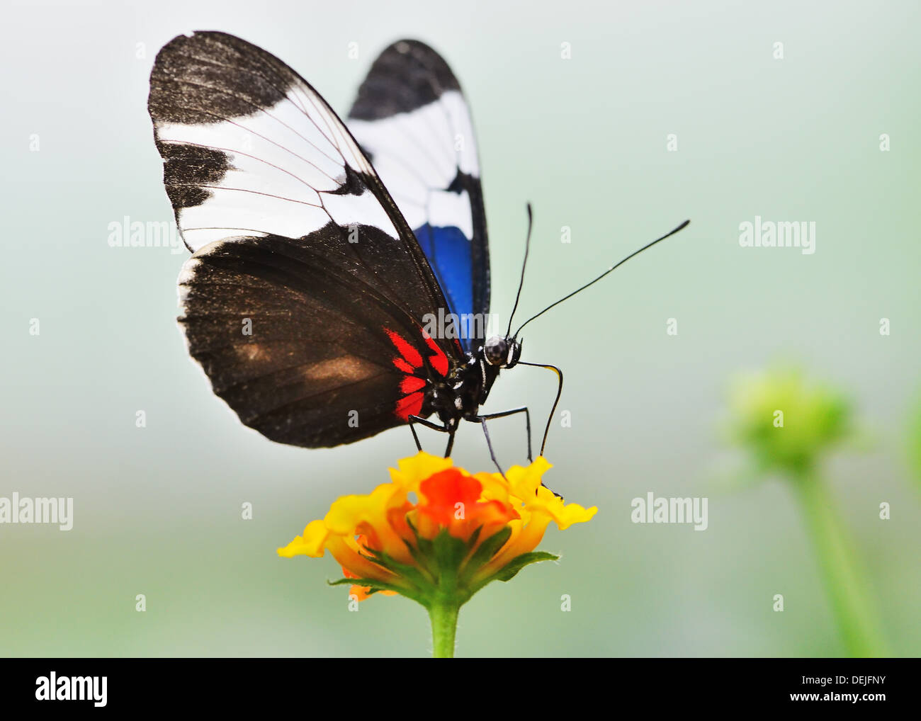 A Red White Blue And Black Butterfly Is Poised On A Yellow