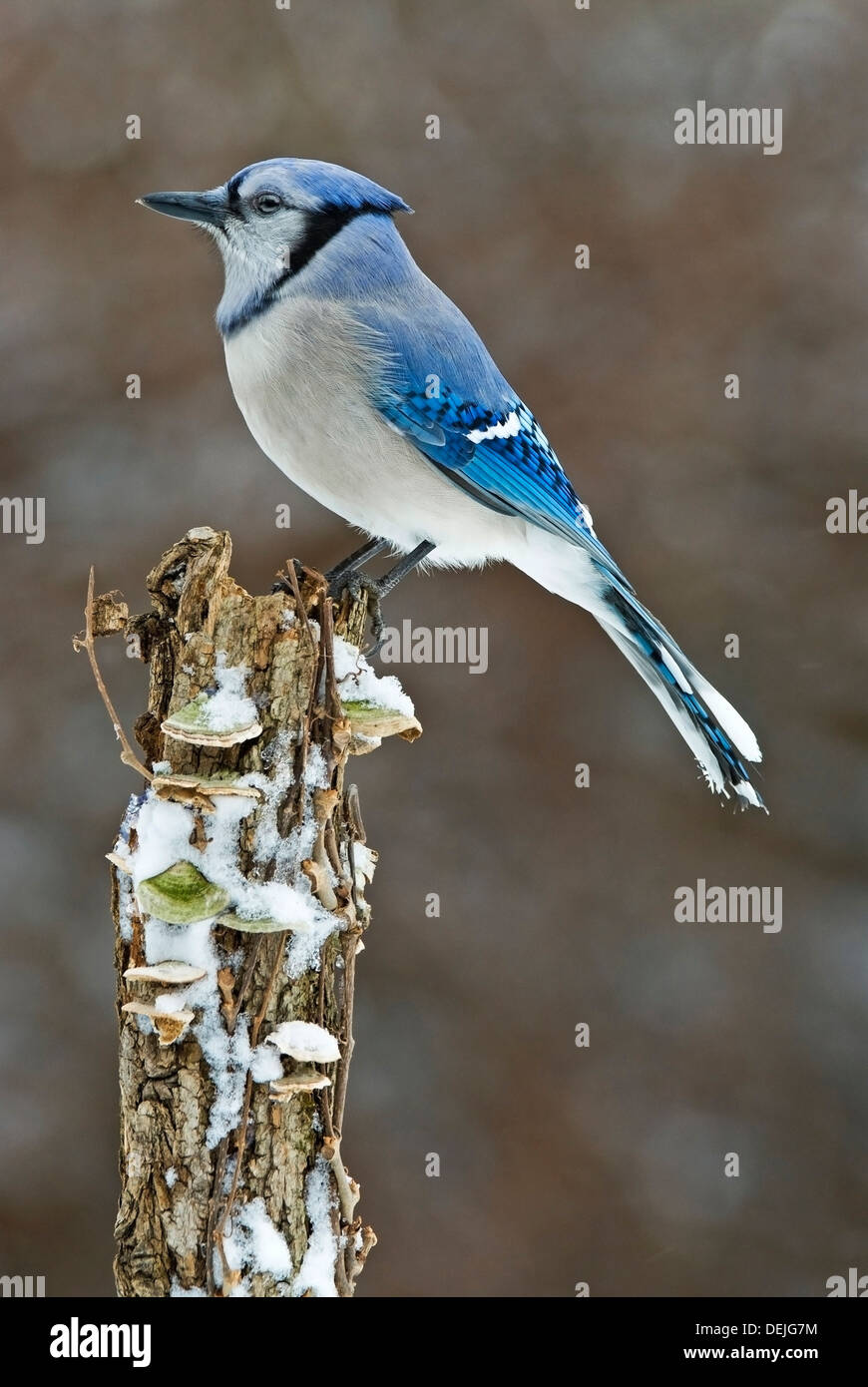 Eastern Blue Jay Cyanocitta cristata, winter, E USA, by Skip Moody ...