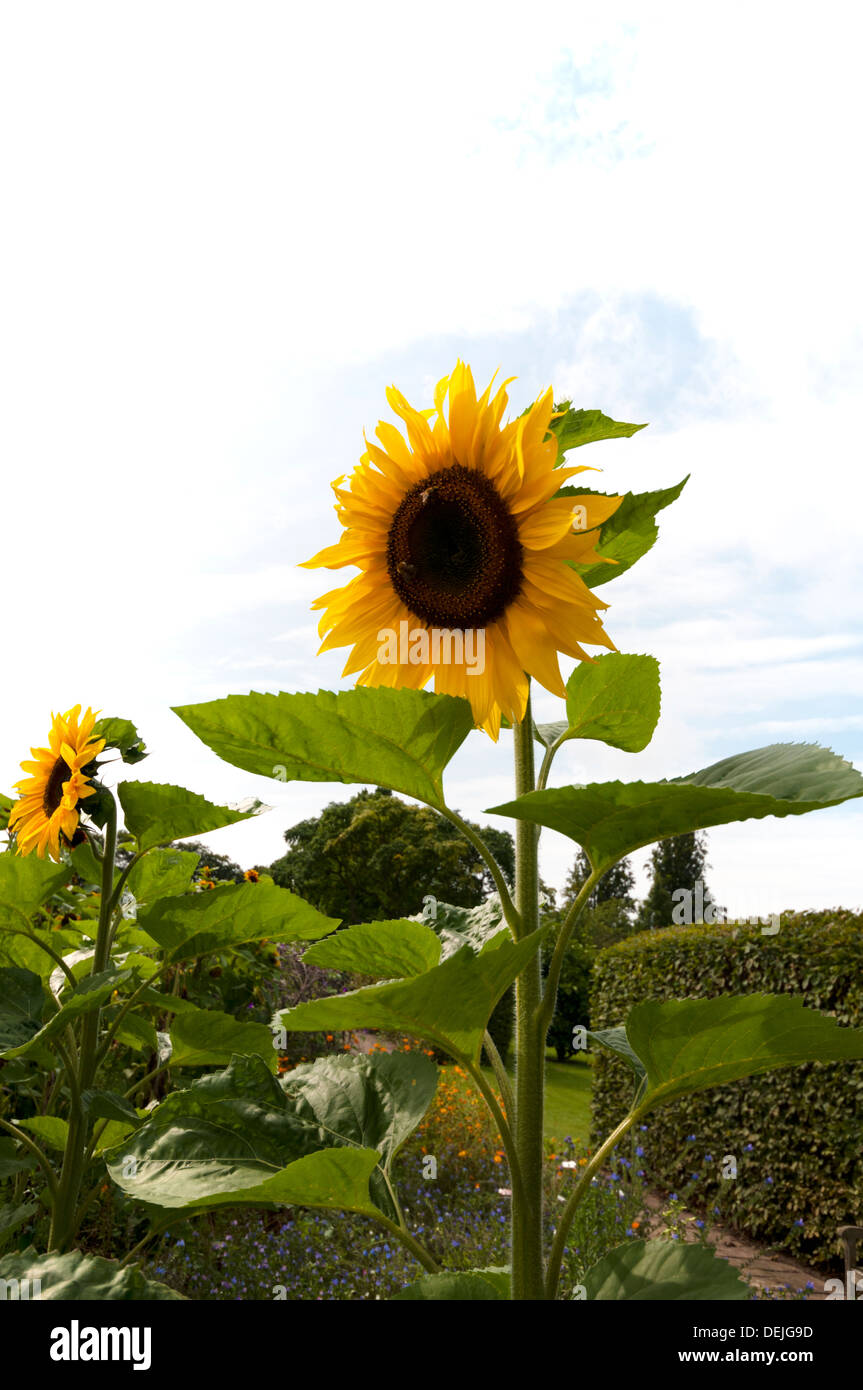HELIANTHUS ANNUUS GIANT SINGLE GROWING AT RHS GARDEN WISLEY Stock Photo