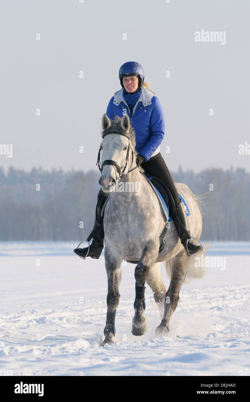 Ride out in winter on back of a French horse (Selle Français Stock
