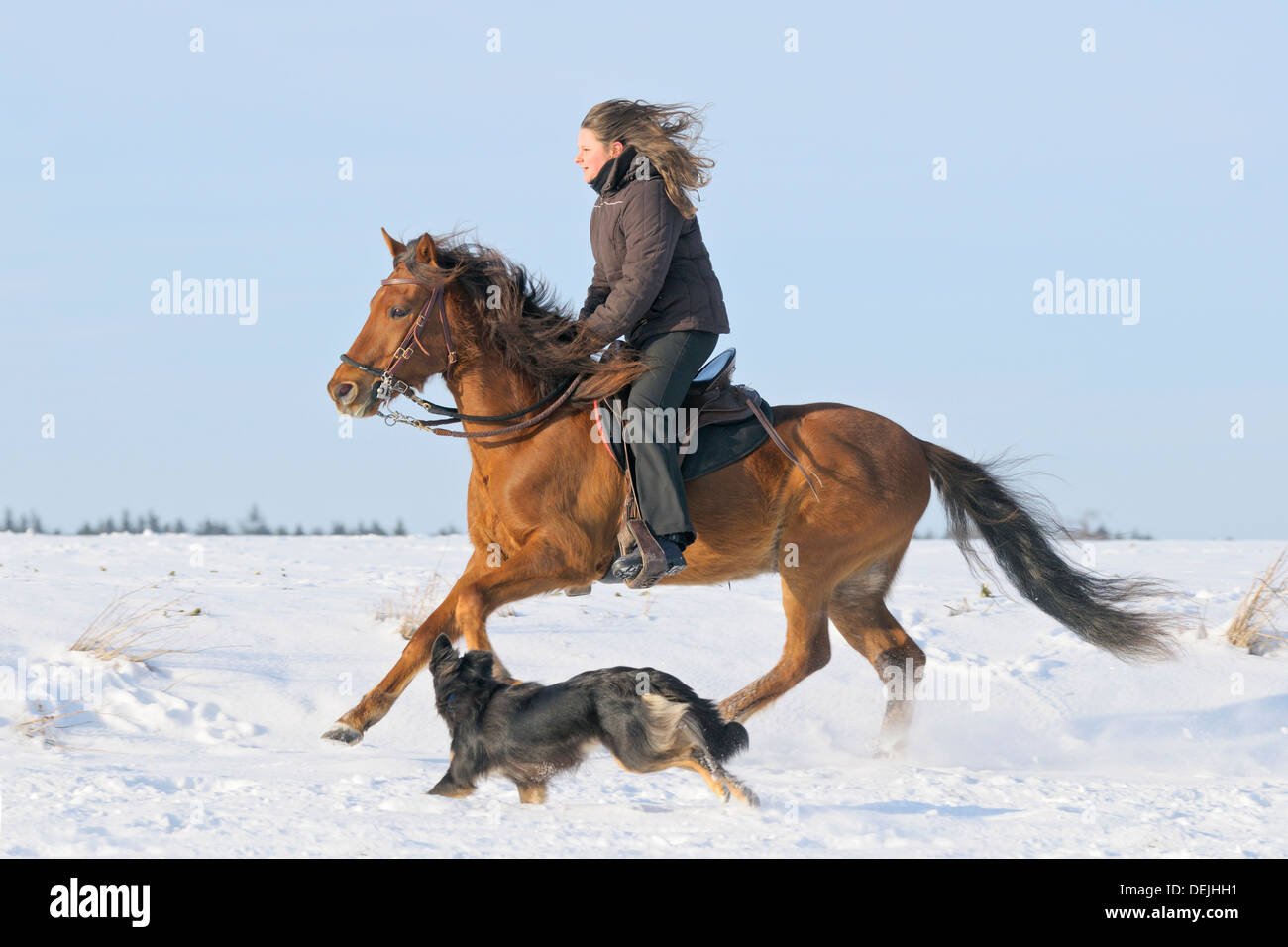 Young rider galloping on back of a Paso Fino horse together with a dog Stock Photo