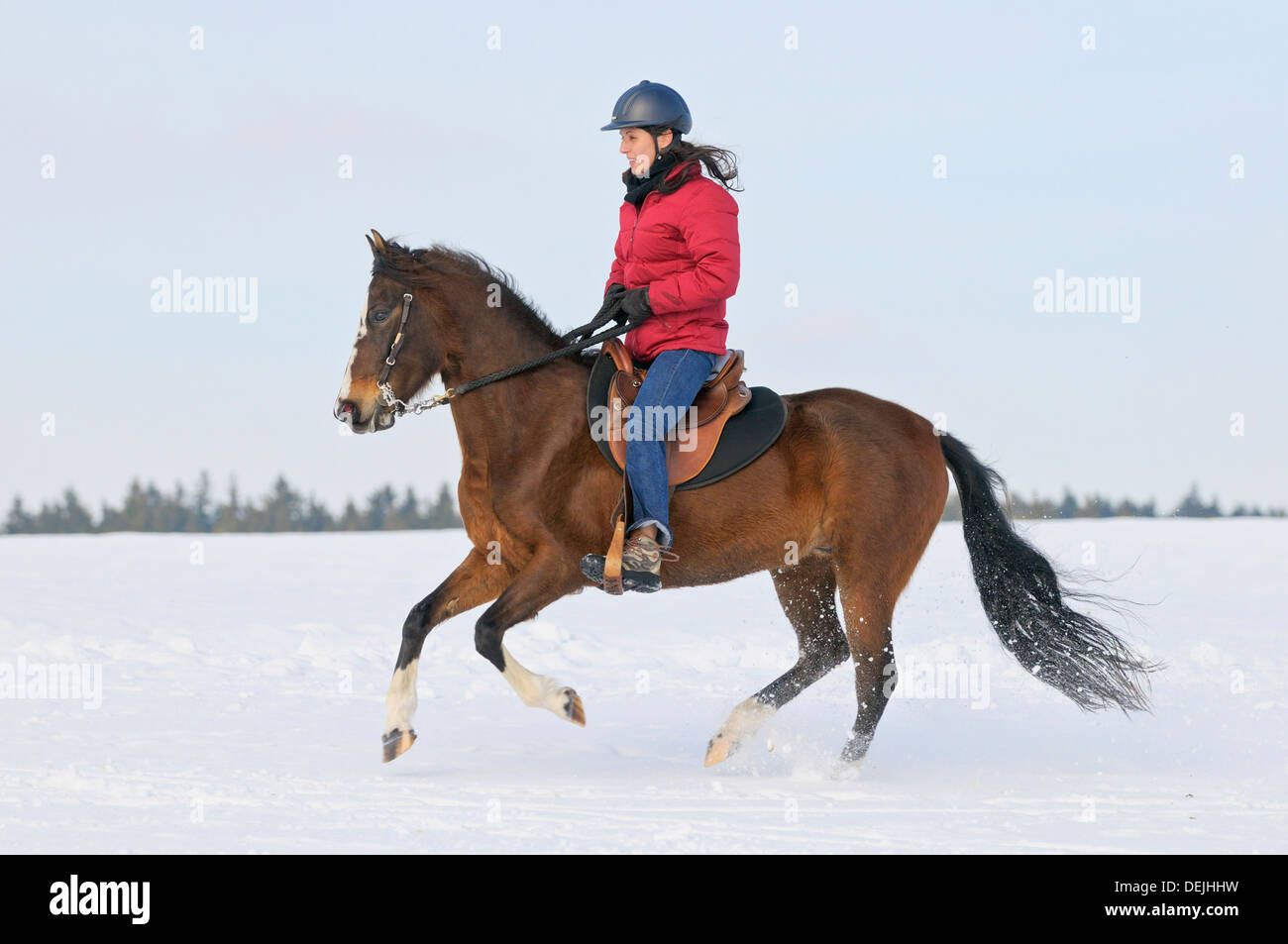 Young rider galloping during a ride out on a Paso Fino horse Stock Photo
