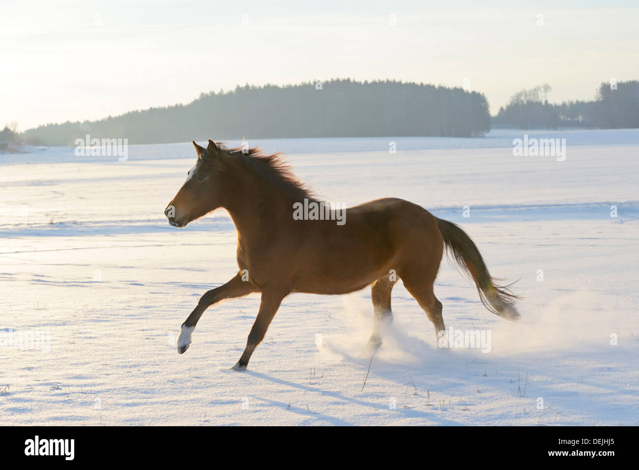 Paso Fino horse galoping in snow in the evening Stock Photo