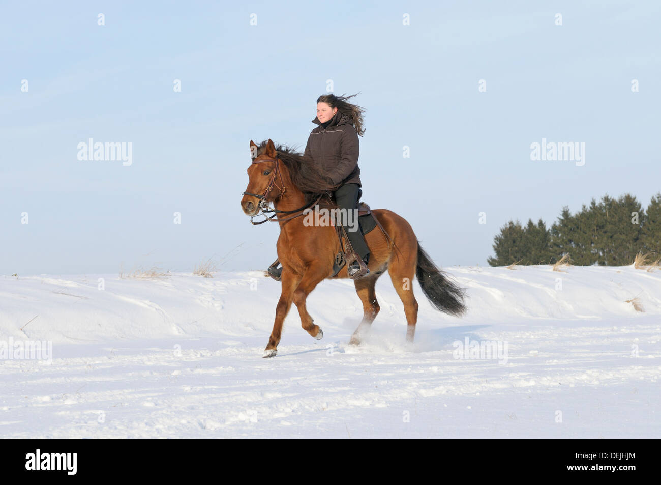 Young rider galloping on back of a Paso Fino horse in winter Stock Photo