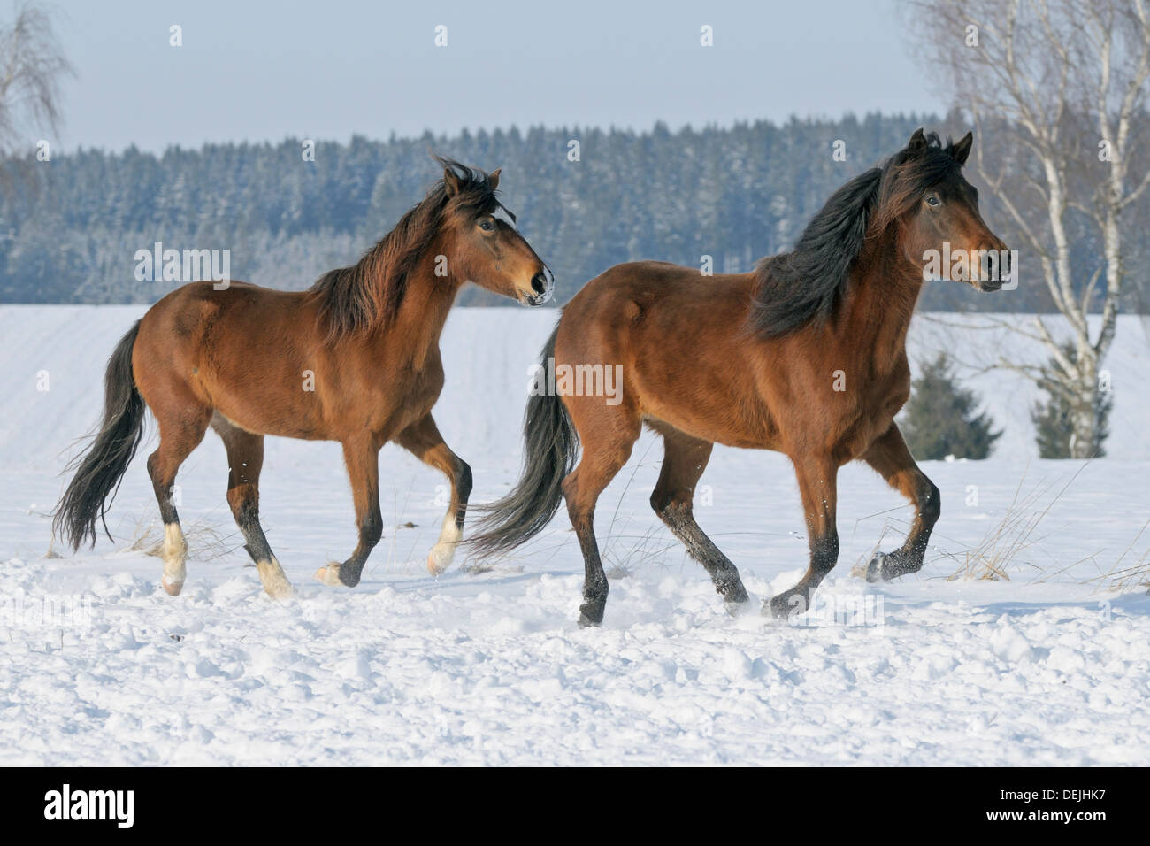 Two young Paso Fino horses galloping in winter Stock Photo Alamy