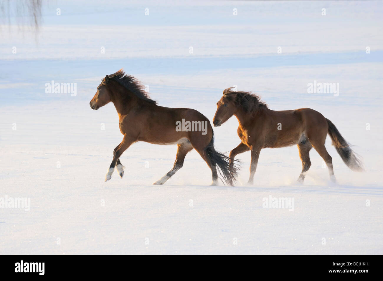Two Paso Fino horses galloping in snow in the evening Stock Photo Alamy