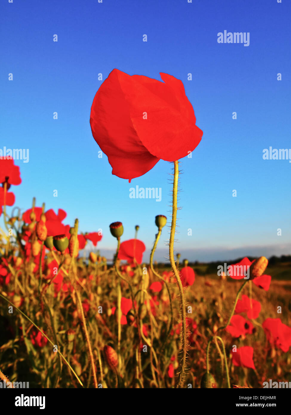 Closed Poppy blowing in the wind with clear Blue Sky Stock Photo