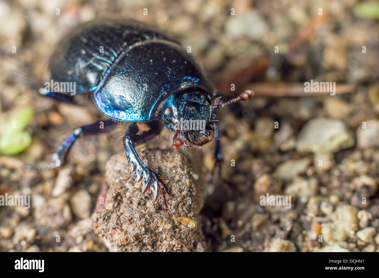 Portrait of a common forest beetle Stock Photo