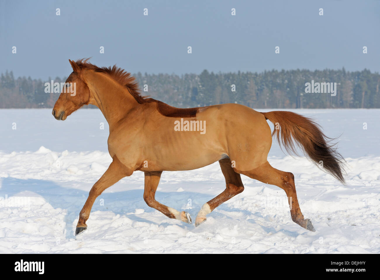 Clipped Trakehner horse in winter Stock Photo