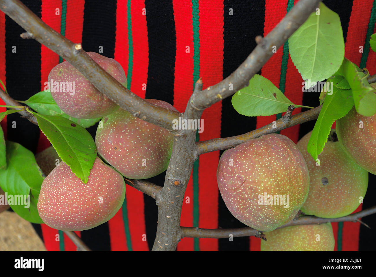Quince fruits (Chaenomeles superba) Stock Photo