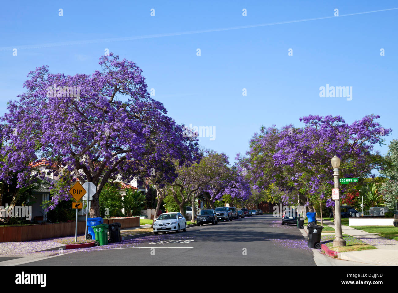 Jacaranda trees blooming along street in Culver City. Los Angeles