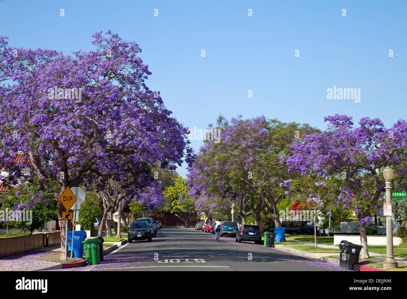 Jacaranda trees blooming along street in Culver City. Los Angeles, California Stock Photo