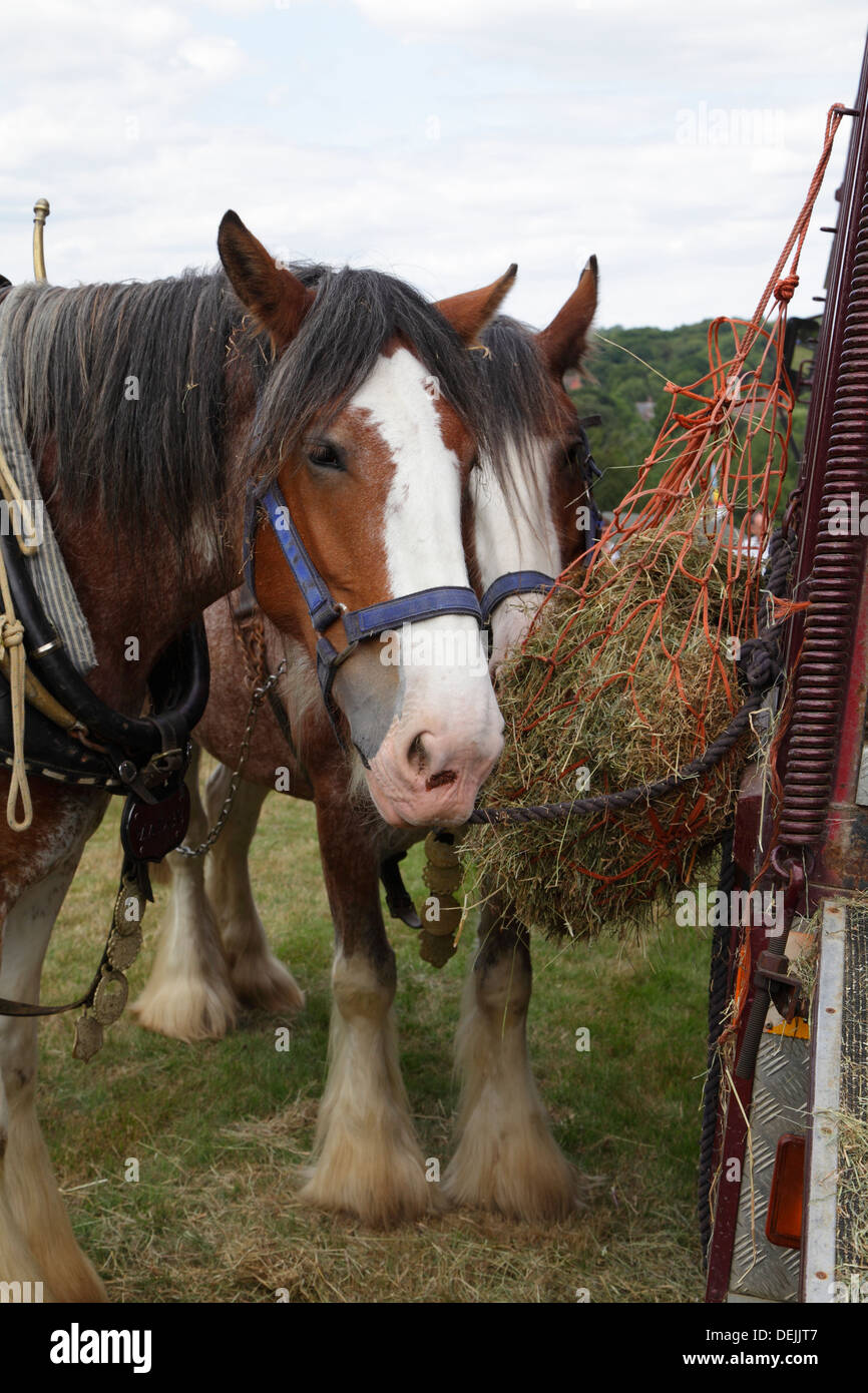Heavy horses at 'Old Times' Country Fair event at Pestalozzi Sedlescombe East Sussex UK Stock Photo