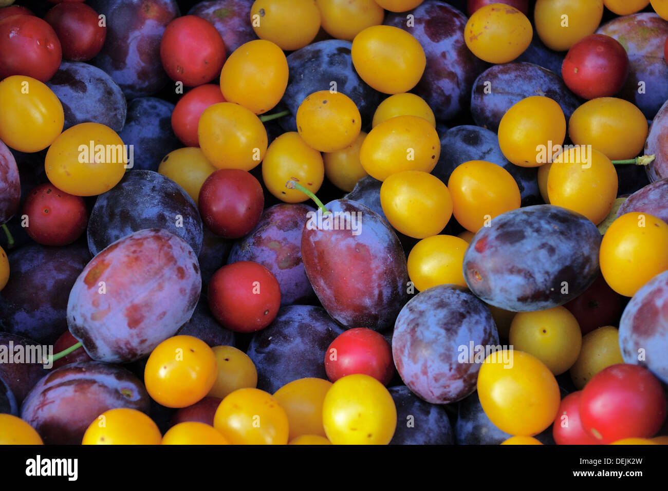 Colorful plums Stock Photo Alamy