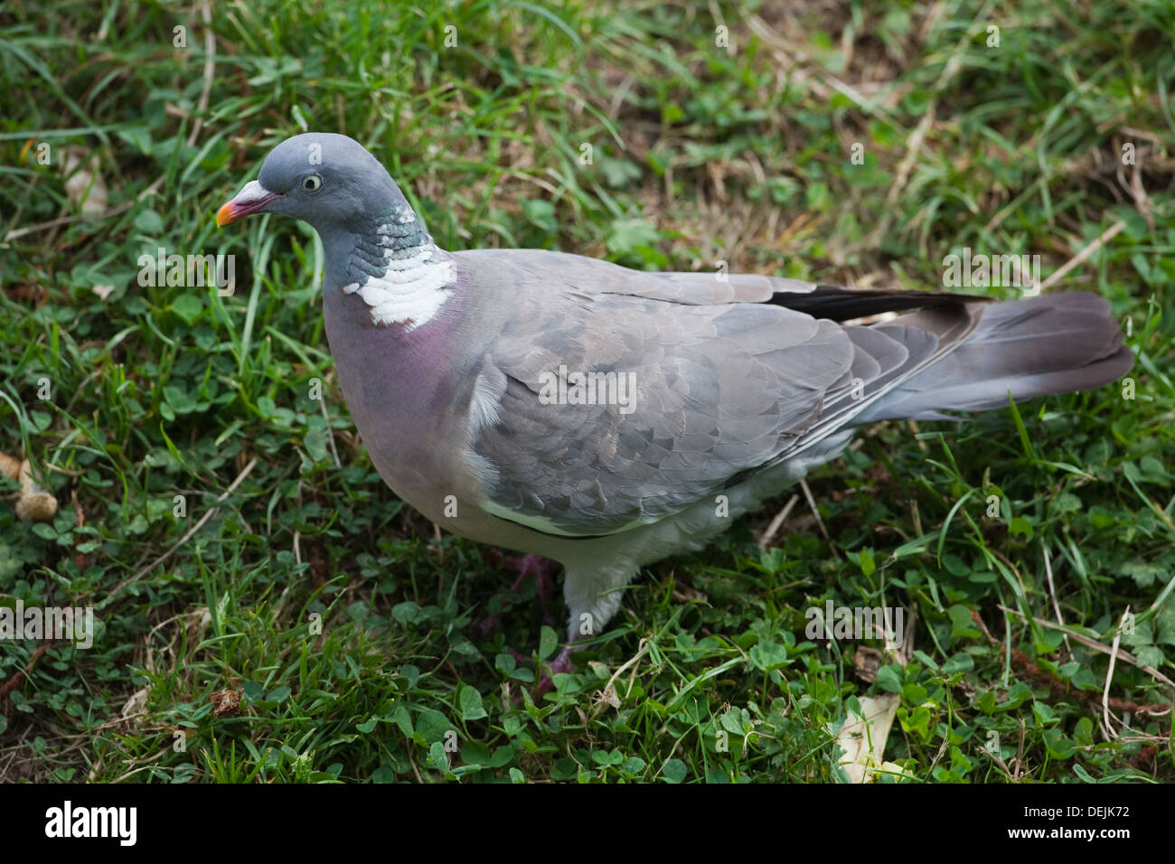 Woodpigeon or Ringed Dove (Columba palumbus). Scavenging on the ground. Stock Photo