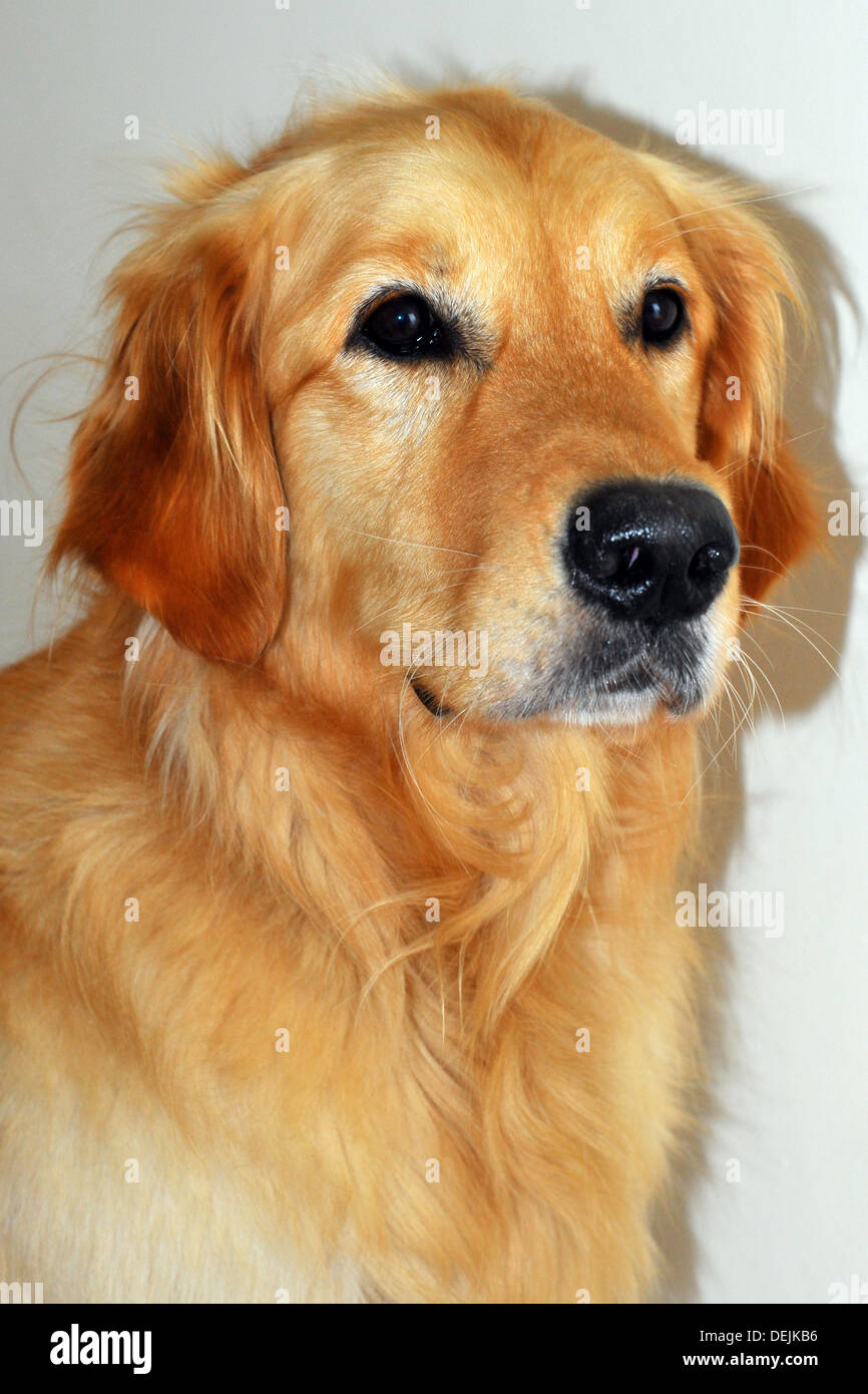 A Golden Retriever dog sitting in front of a white background Stock ...