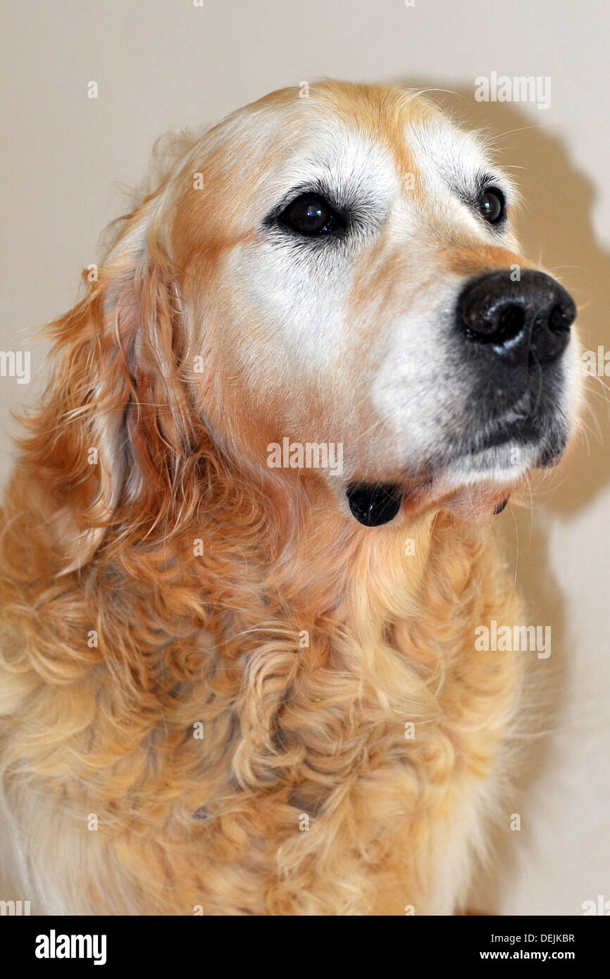 A Golden Retriever dog sitting in front of a white background Stock ...