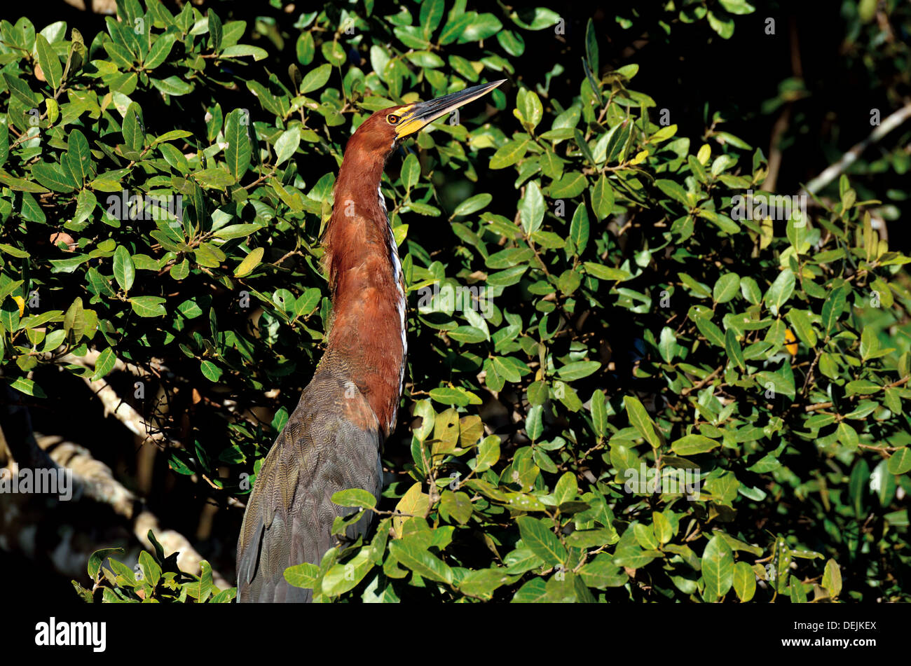 Brazil, Pantanal: Rufescent Tiger Heron sitting in a bush at riverside Stock Photo