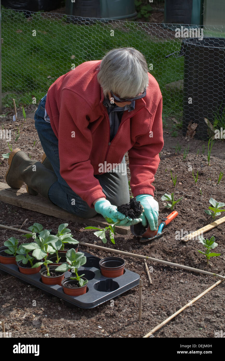 Vegetable Gardening. Transplanting Broad Bean plants. (Photographer's wife. Model Release Form may be assumed.) Stock Photo
