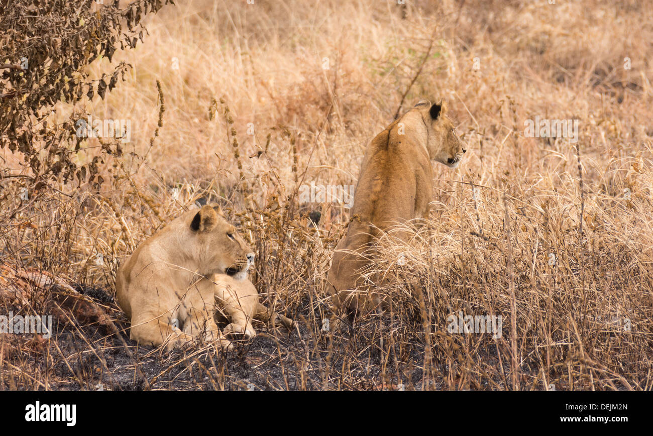 Two lionesses in Tarangire National Park, Tanzania. Stock Photo