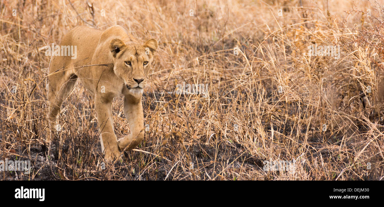 Lioness in Tarangire National Park, Tanzania Stock Photo