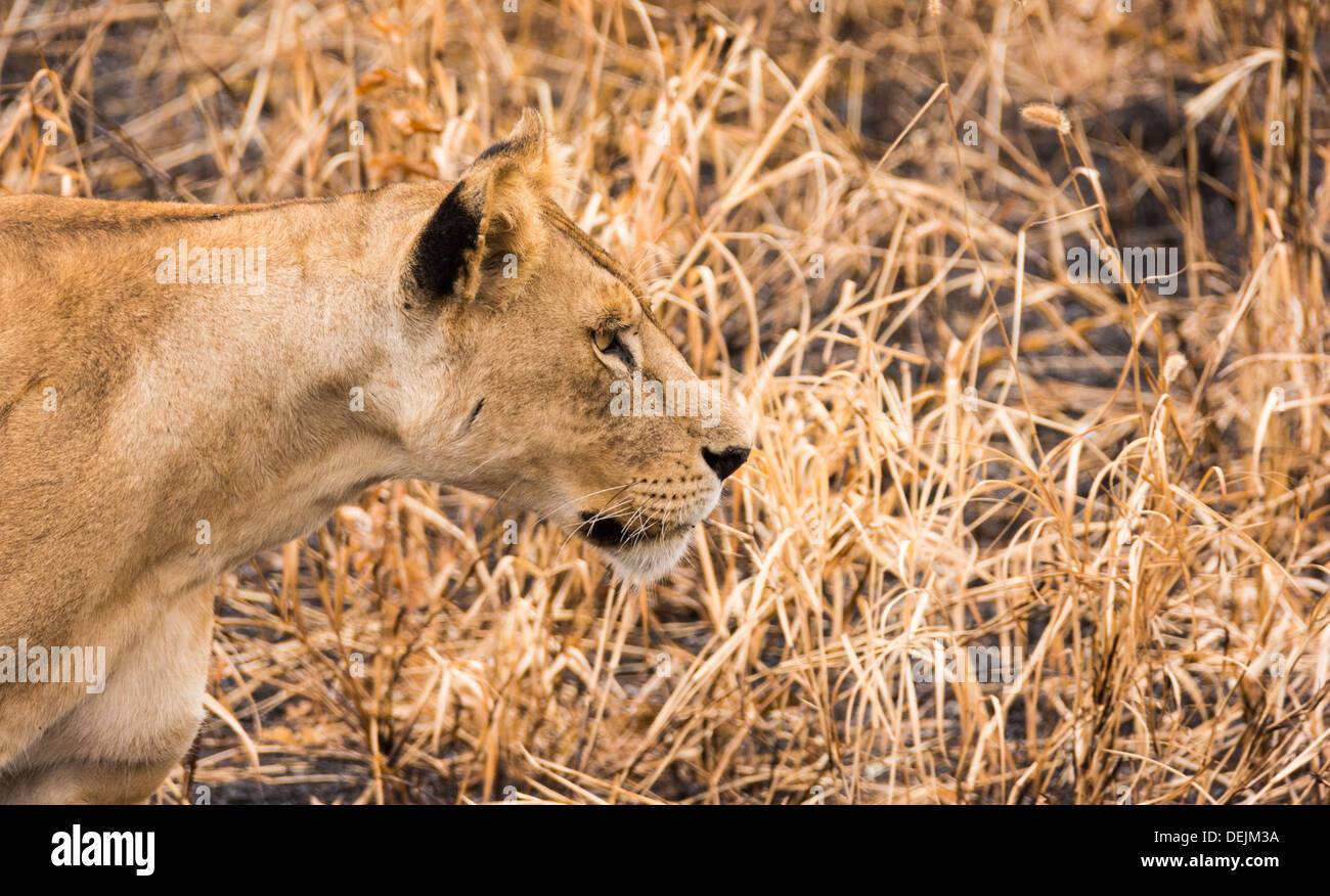 Lioness in Tarangire National Park, Tanzania. Stock Photo