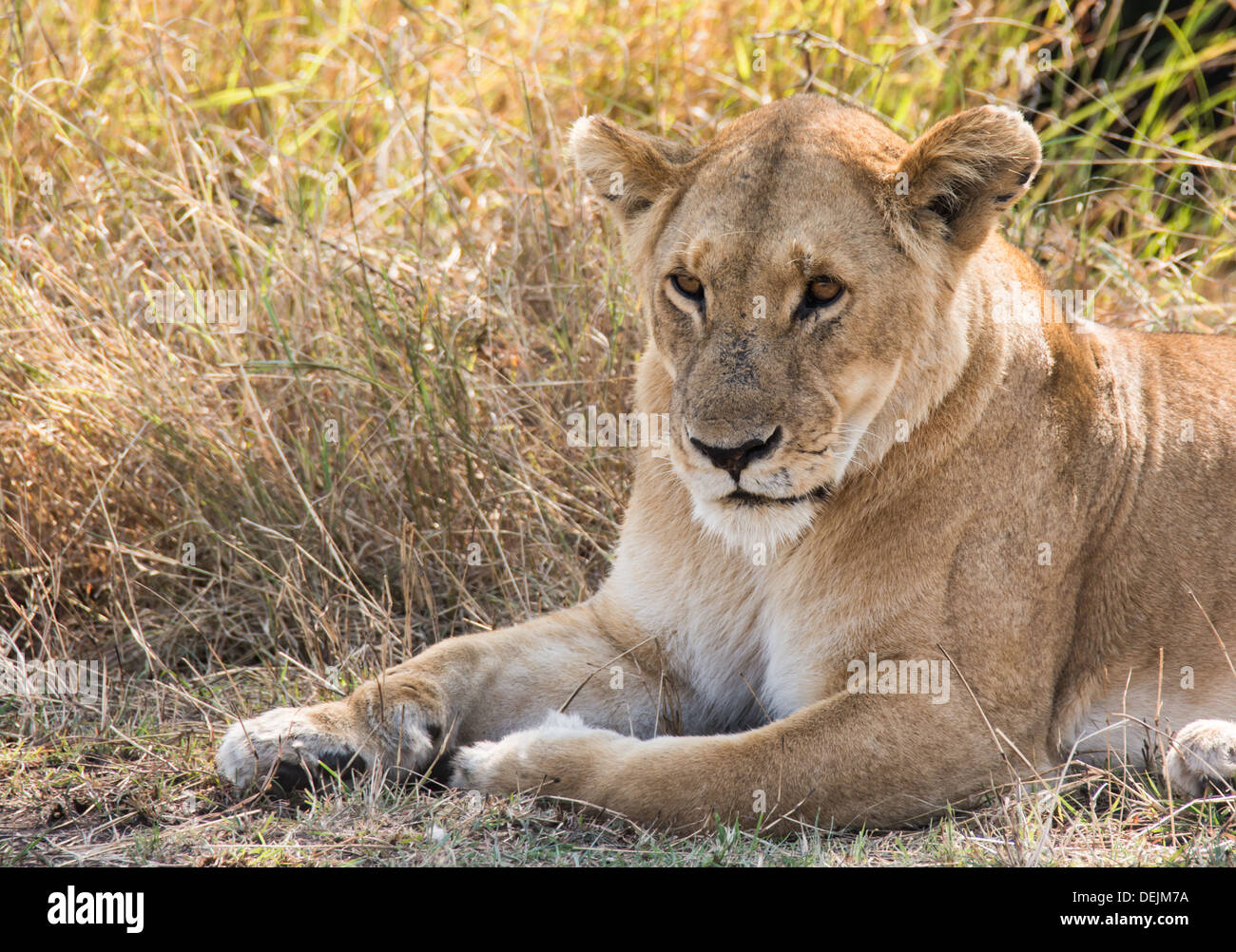 Lioness in Northern Serengeti National Park, Tanzania Stock Photo