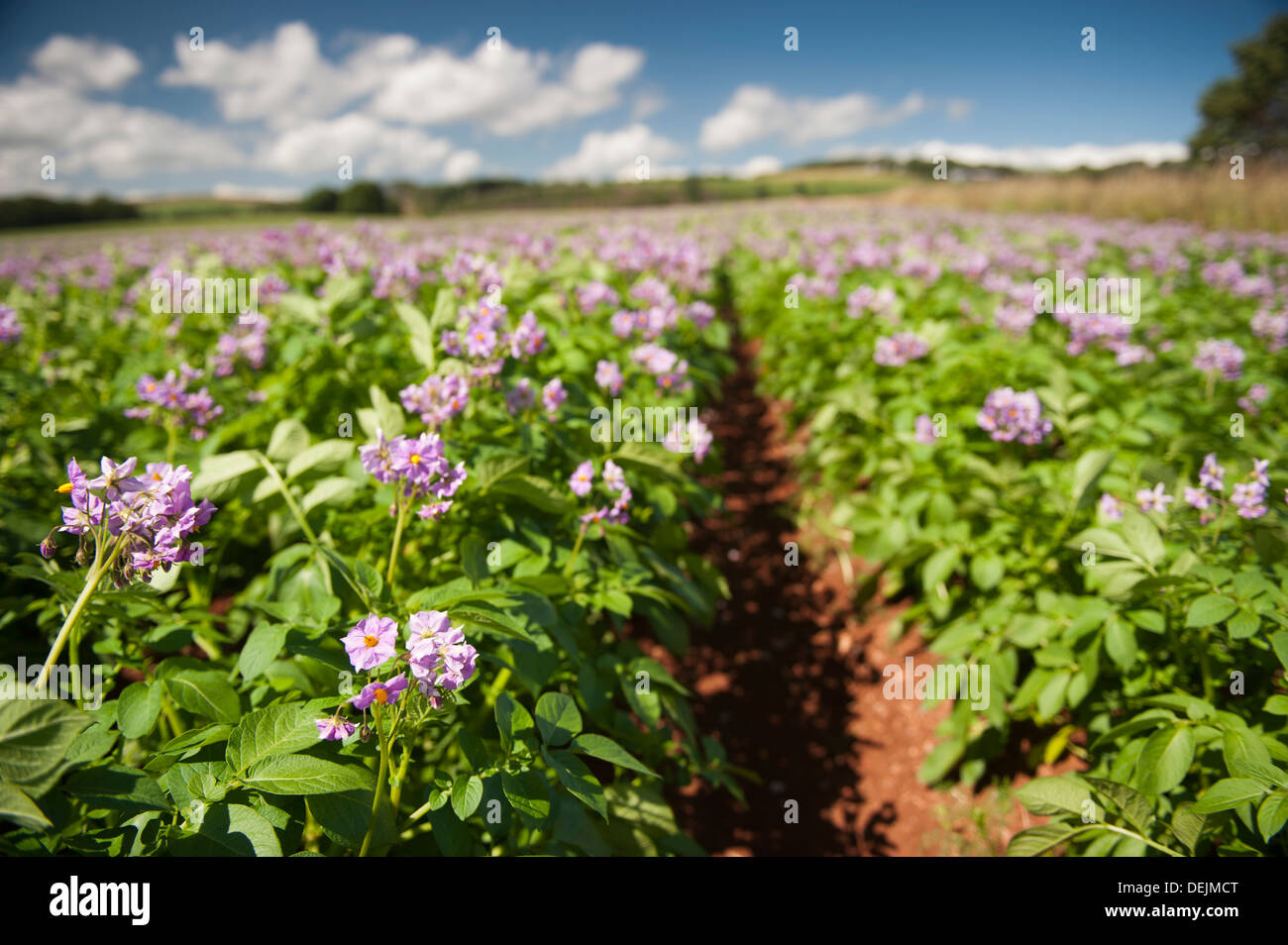 Potato crop hires stock photography and images Alamy