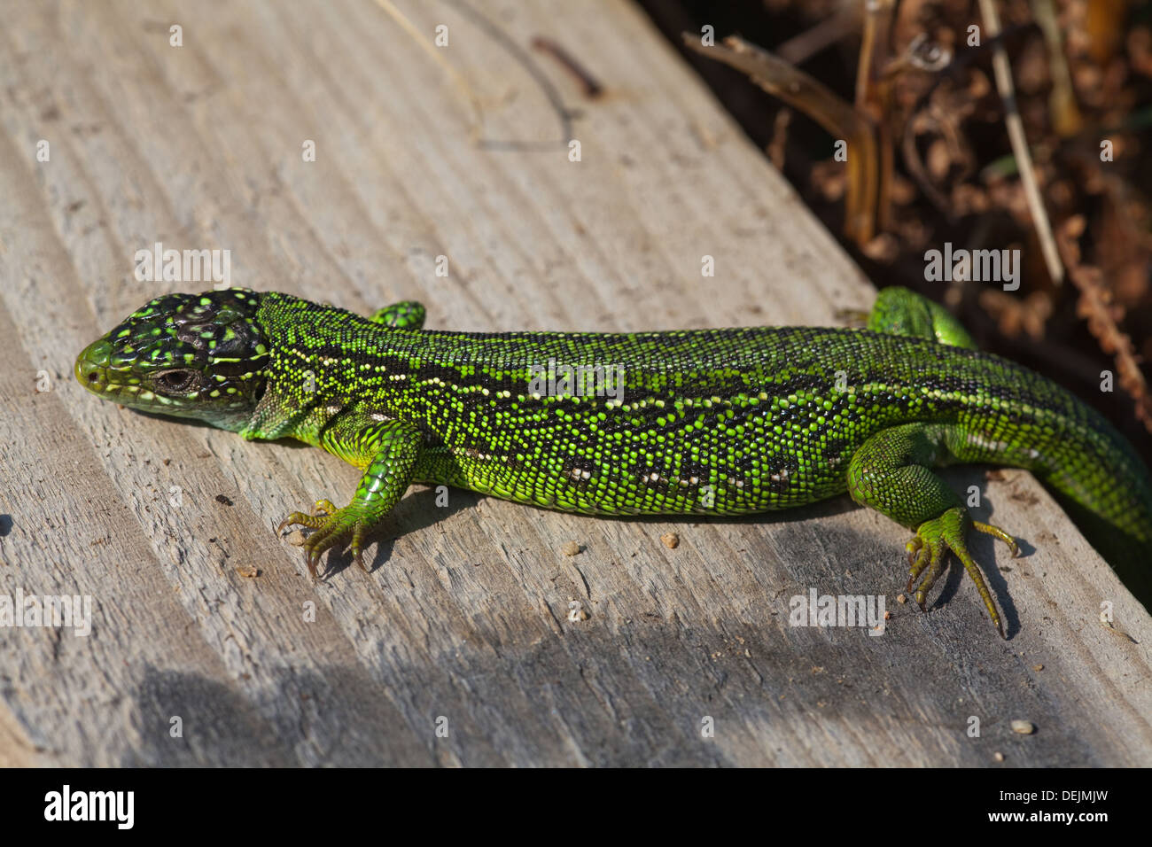 Western Green Lizard (Lacerta bilineata). Male emerging early morning