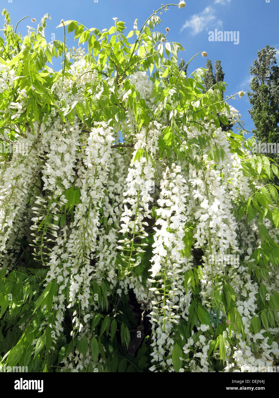 Barrington Court white wisteria Tree, Somerset, England, UK Stock Photo