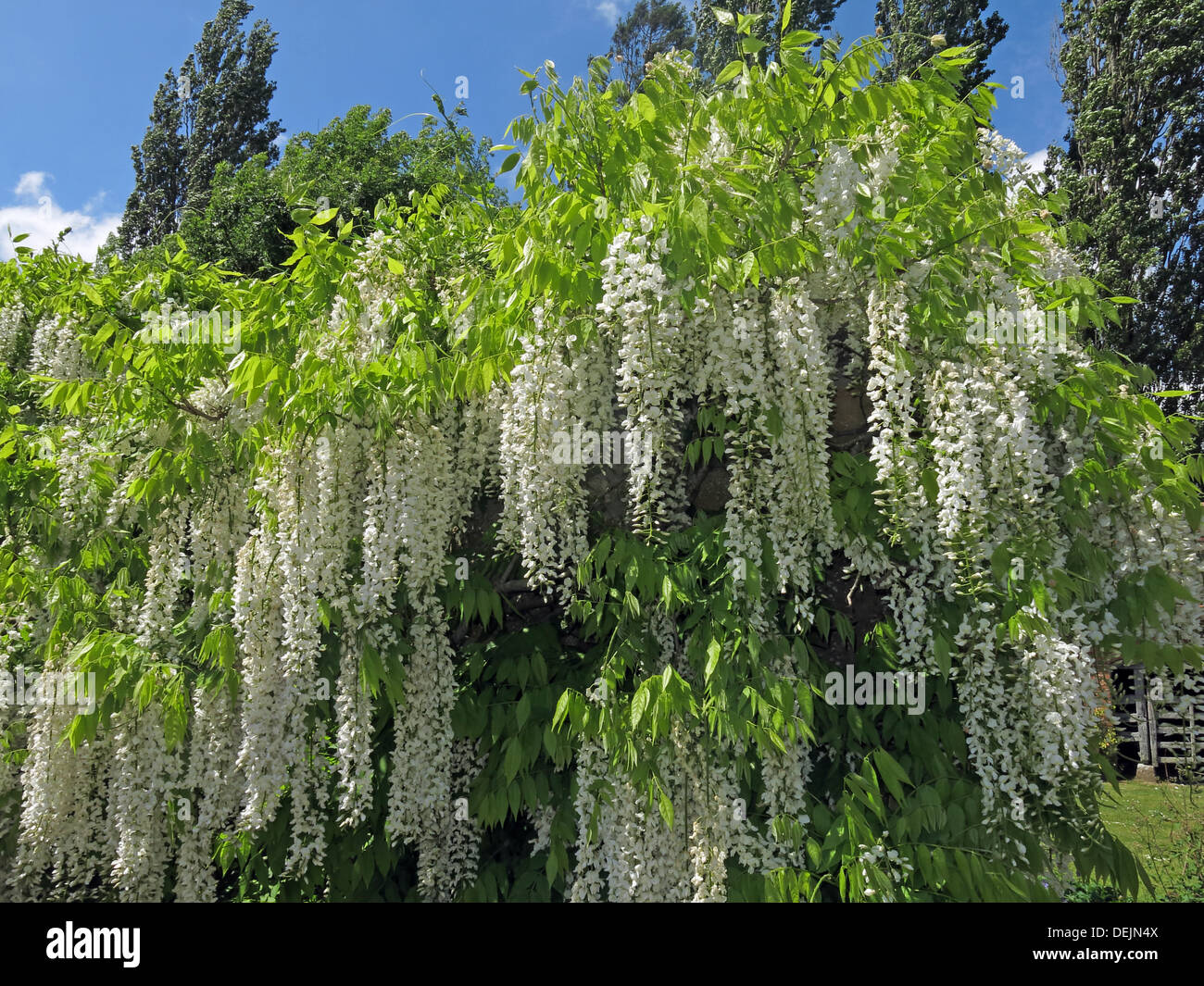 Barrington Court white wisteria Tree, Somerset, England, UK Stock Photo
