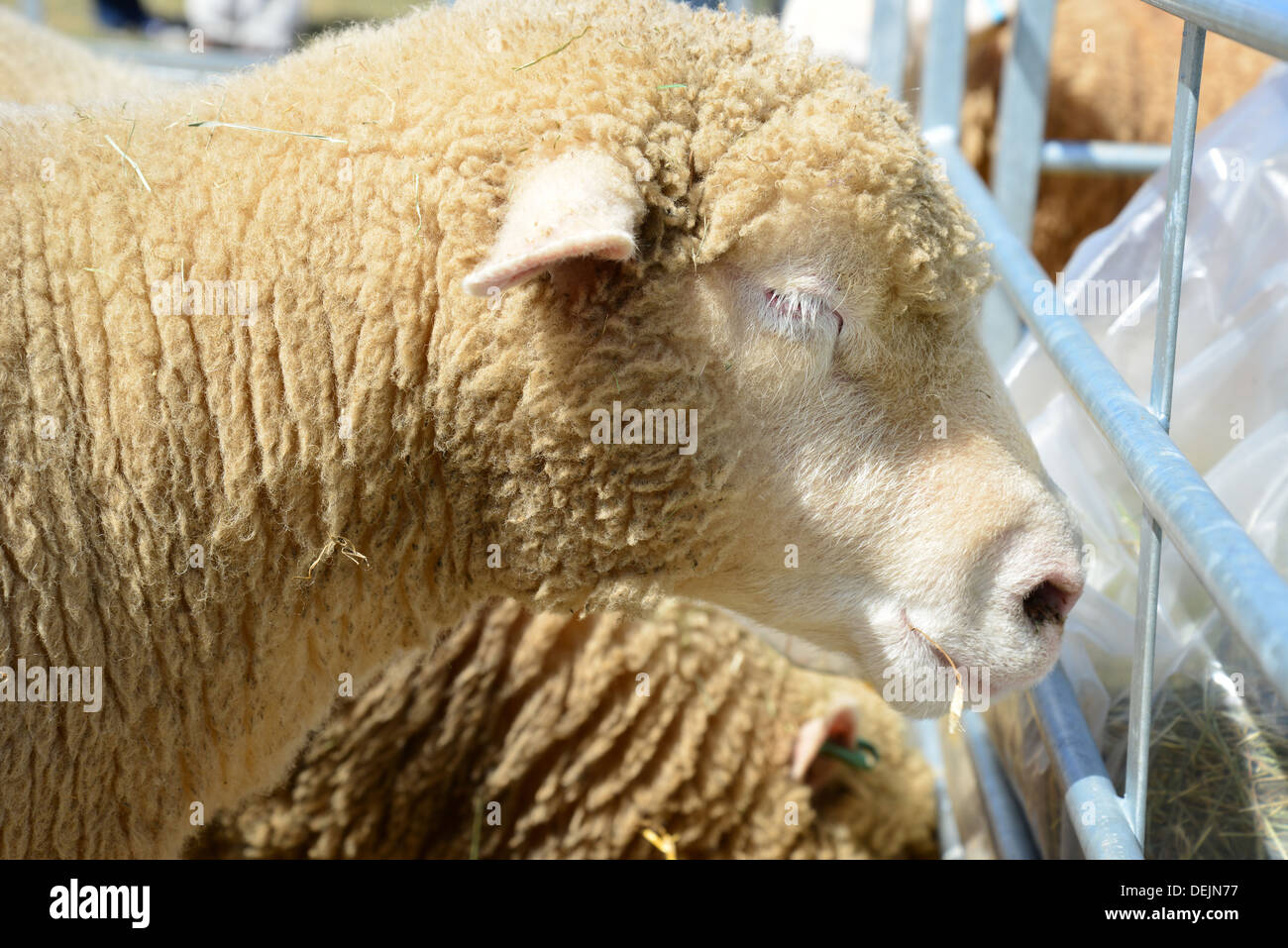 Sheep in pen at The Dunster Agricultural Show, Dunster Castle Lawns, Dunster, Somerset, England, United Kingdom Stock Photo