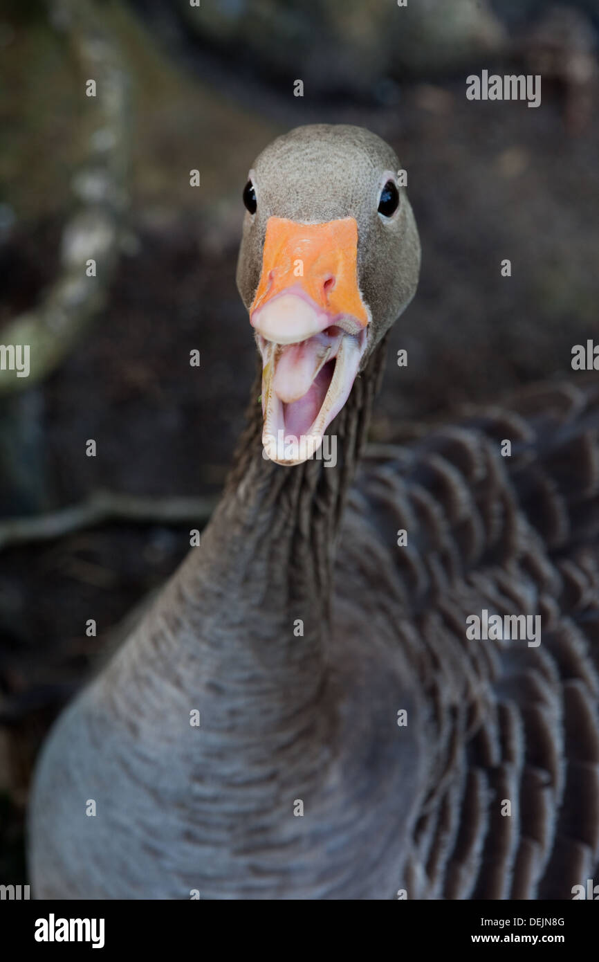 Greylag geese (anser anser) aggressive hires stock photography and
