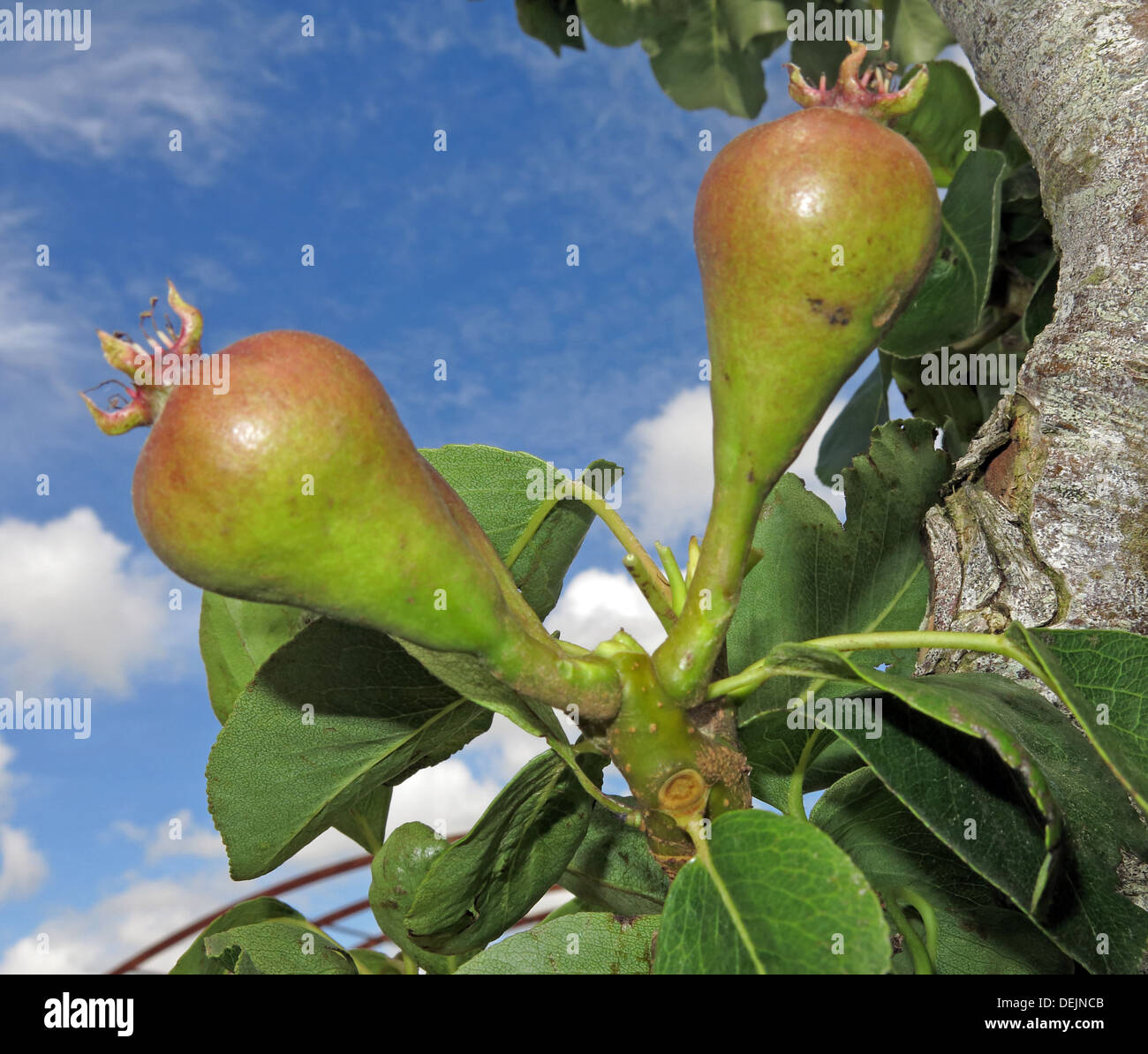 New summer pears growing on a mature tree at Barrington Ct near Ilminster, Somerset, England UK  TA19 0NQ in an orchard Stock Photo