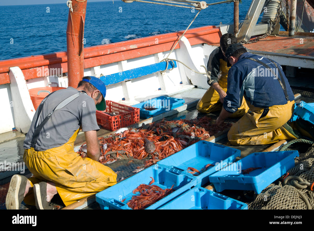 classification of fish Stock Photo - Alamy
