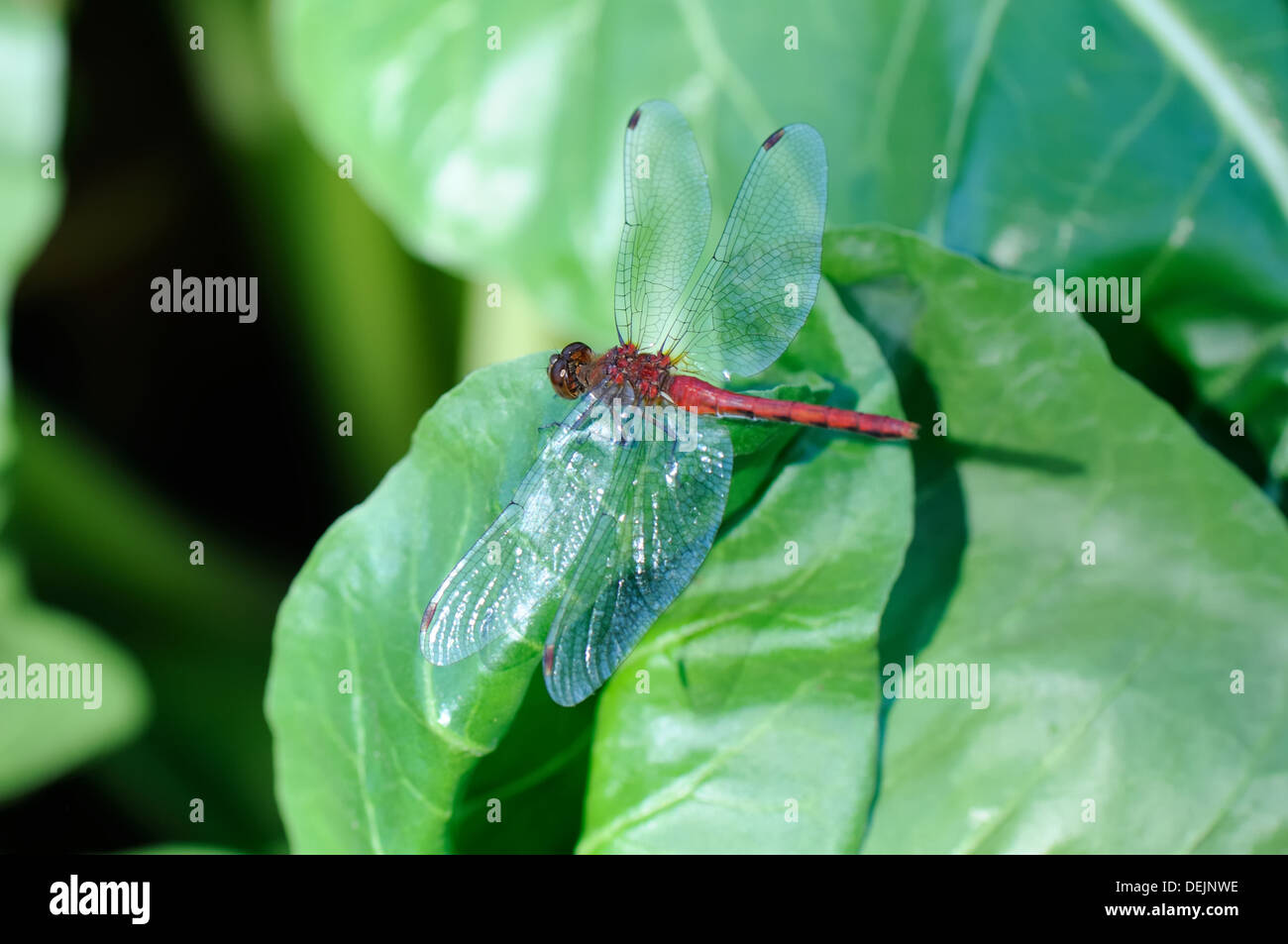 Dragon fly. Meadowhawk (Sympetrum) Stock Photo