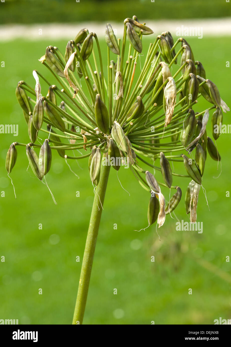 Allium seeds hi-res stock photography and images - Alamy