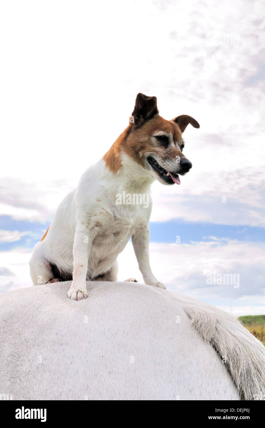 A miniature Jack Russell terrier dog sitting on the back hind quarter