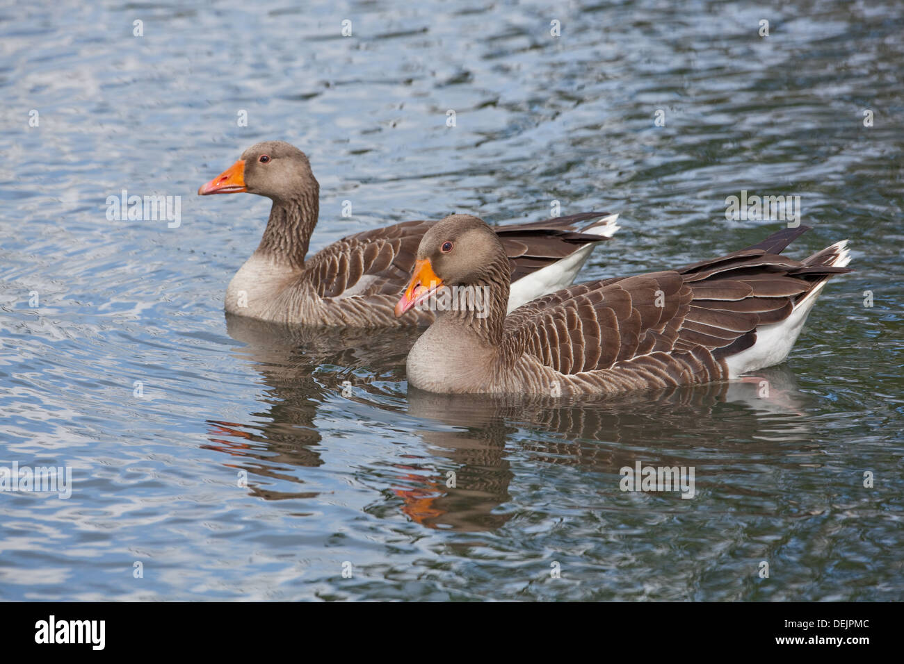 Greylag Geese (Anser anser). Bonded pair; gander, male nearer bird. Apparent larger size, bolder head, protective positioning. Stock Photo