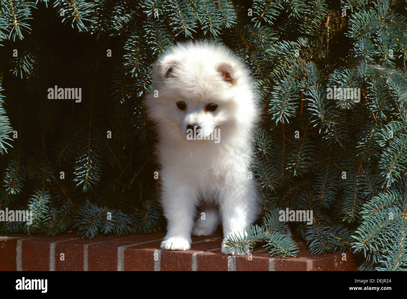 American Eskimo dog-puppy sitting on wall Stock Photo