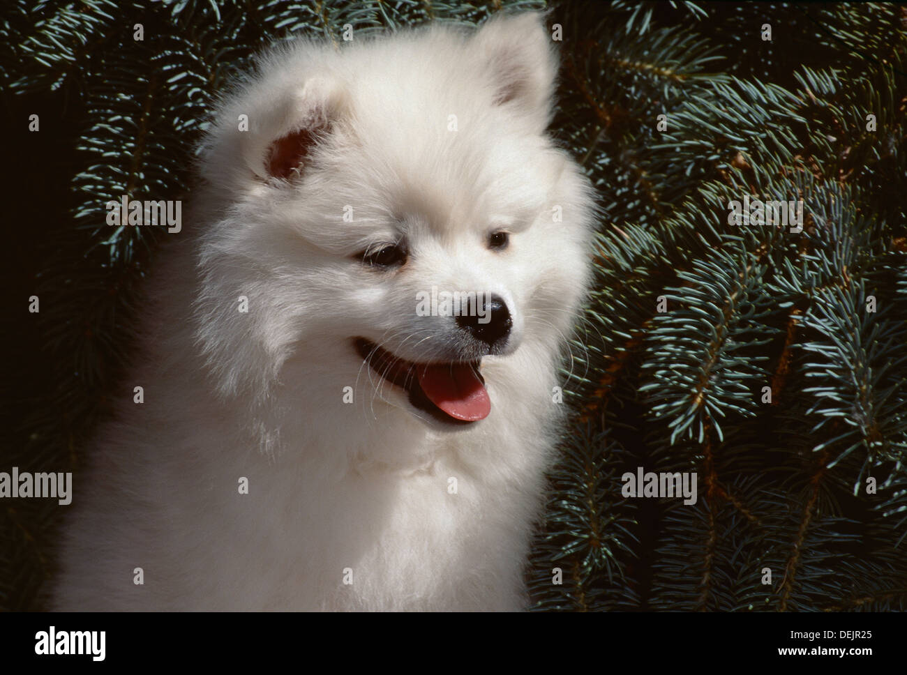 American Eskimo dog-head shot of puppy Stock Photo