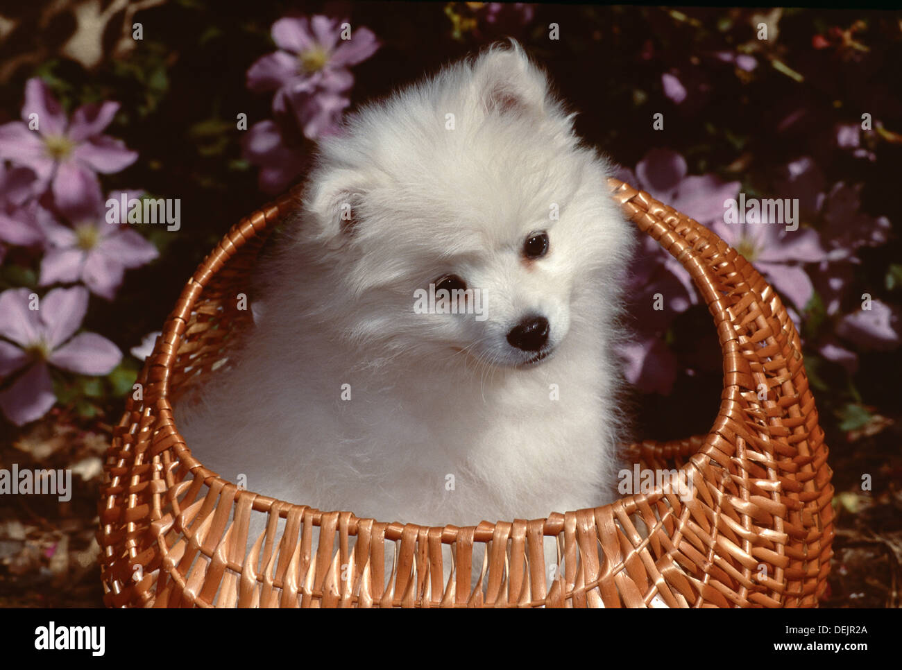 American Eskimo dog-puppy in basket Stock Photo