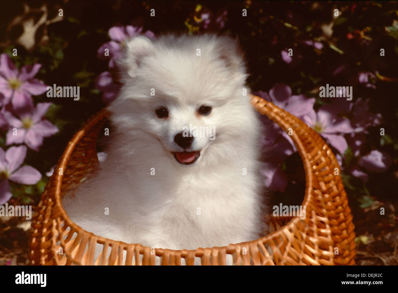 American Eskimo dog-puppy in basket Stock Photo