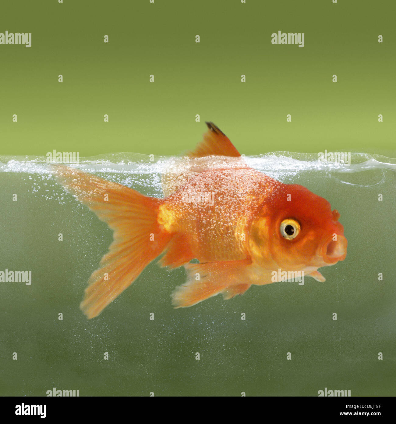 Fishbowl effect hires stock photography and images Alamy