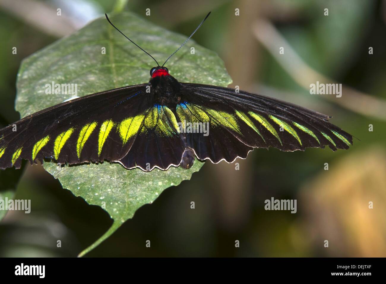 Raja Brooke`s Birdwing Trogonoptera brookiana family Papilionidae ...
