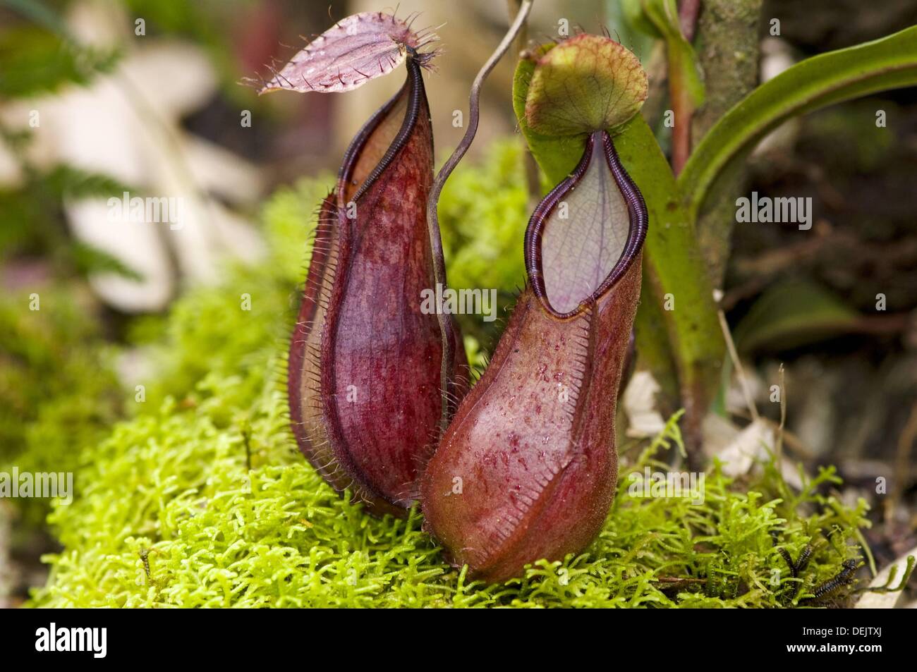 Pitcher plant nepenthes tentaculata hi-res stock photography and images ...
