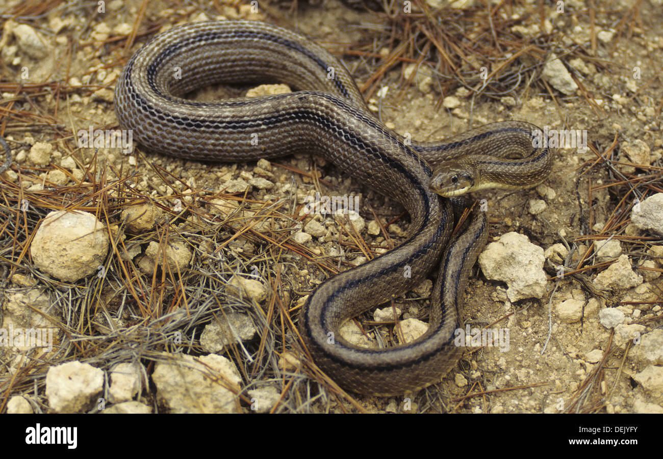 Ladder Snake (Elaphe scalaris). Málaga, Andalusia, Spain Stock Photo