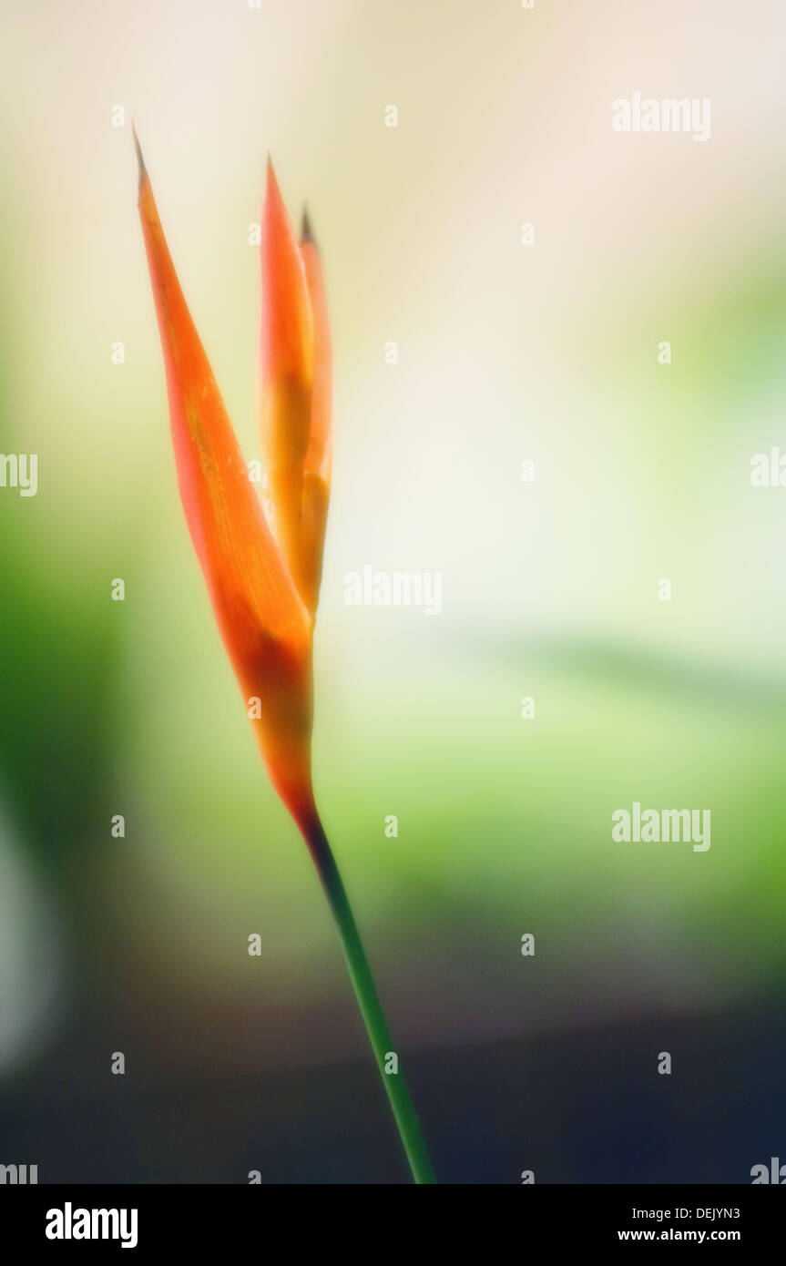 Heliconia densiflora ´Fire Flash´. November 2006, Maryland, USA Stock
