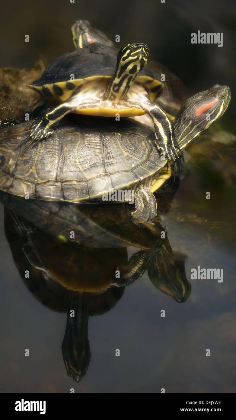 A Group of Barbour´s Map Turtles. Graptemys barbouri. March 2007 Stock  Photo - Alamy