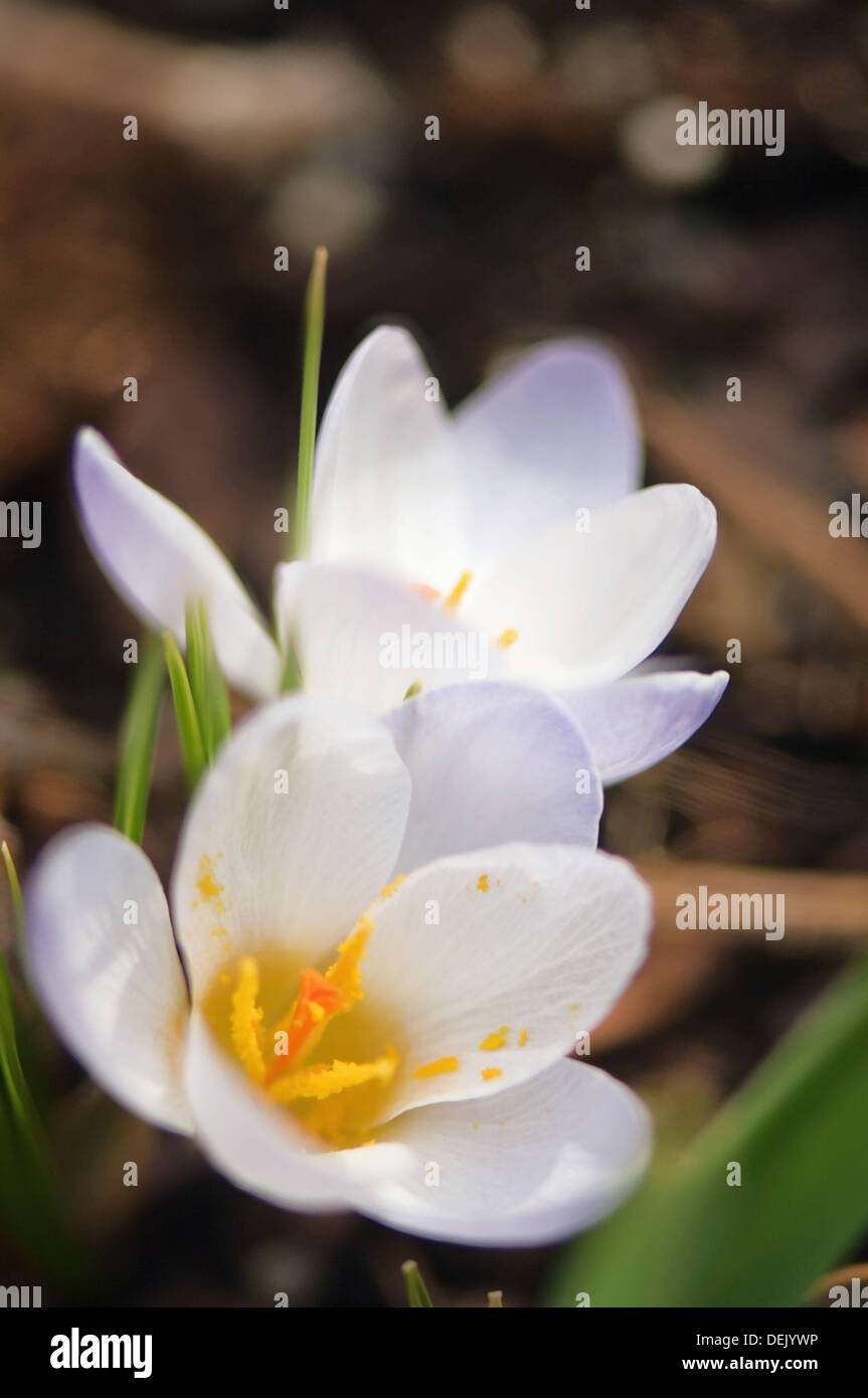 White Crocuses in Bloom. Crocus biflorus ´Purity´. March 2007, Maryland, USA Stock Photo Alamy